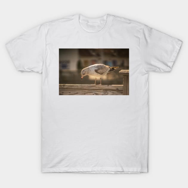 Medium gull T-Shirt by KensLensDesigns